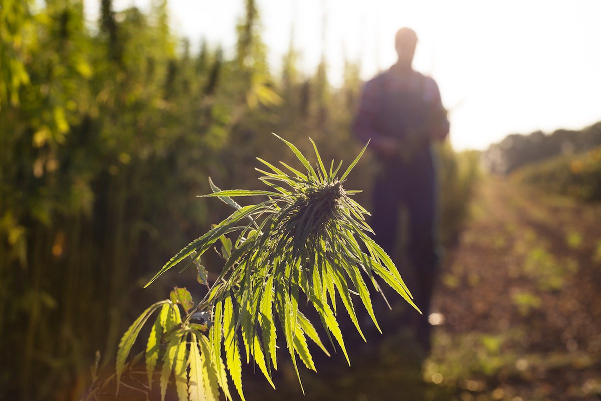 Oregon’s Cannabis Laws — What You Need to Know in 2025