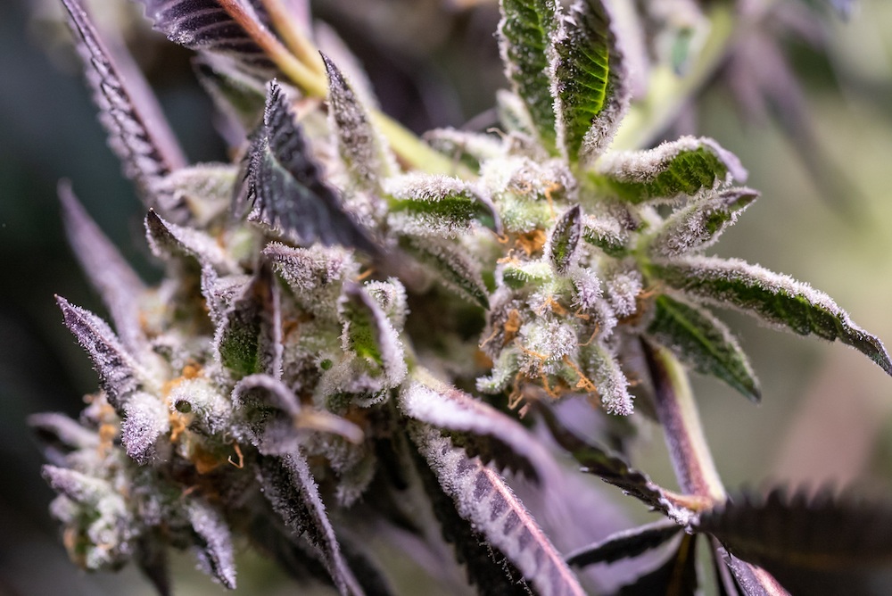 Cannabinoid Content Matters: A Guide to Choosing the Right Cannabis Strain